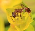 mravček prieskumák