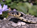 Užovka