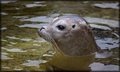 Phoca Vitulina