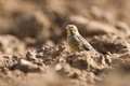 Emberiza citrinella