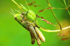 nepustím sa ani za svet !