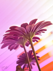 Gerbera