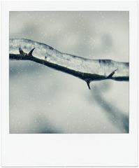 Winterland