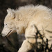 Biely vlk samotár