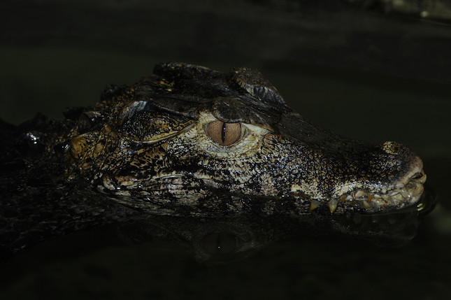 Krokodíl