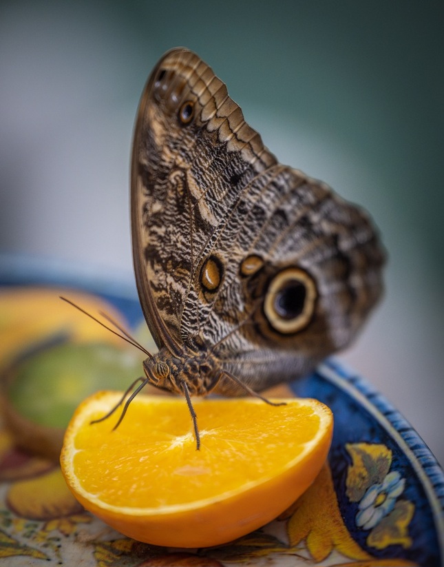 Caligo