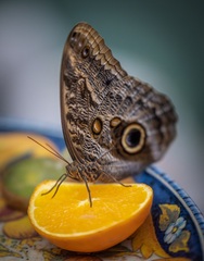 Caligo