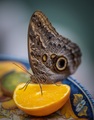 Caligo