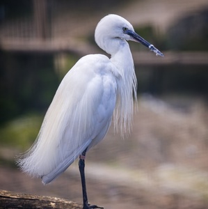 Volavka striebristá