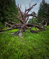 Lesná chobotnica