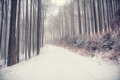 Zimná cesta
