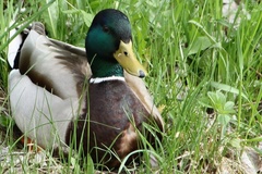 kacka diva