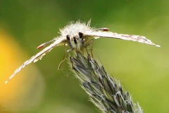 motyl