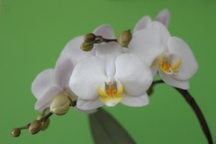orchidea biela
