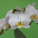 orchidea biela