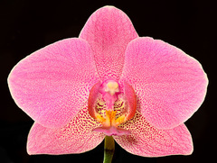 Orchidea