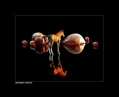 Štyri oriešky pre Orieška