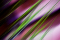 palm leaves