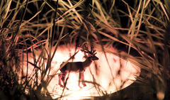 lost deer in the world of lights