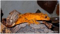 Crested gecko