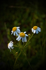 flowerzzz