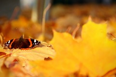 butterfly