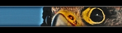 Watching you