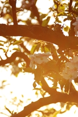 ...spring cherry...