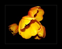 Tulipány II