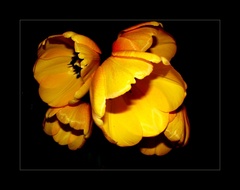 Tulipány