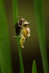 newborn