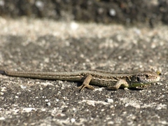 slním sa , nerušiť