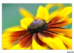Rudbekia