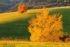 Zlatá hodinka I.