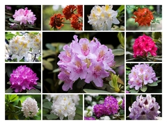 Dni rododendronov