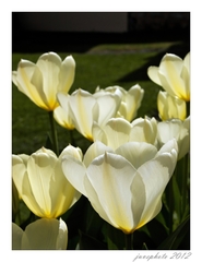 Tulipánová 2