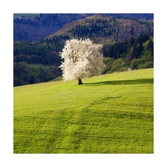 Aprílová nevesta III.