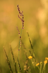 Symfónia letnej lúky II.