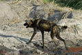 Pes hyenovitý (Lycaon pictus)