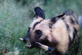 Pes hyenovitý (Lycaon pictus)