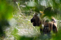 Pes hyenovitý (Lycaon pictus)