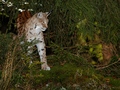 Lynx Lynx