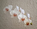 *orchidea*