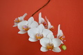 Orchidka