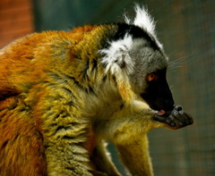 LEMUR