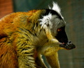 LEMUR