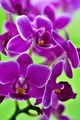 orchidka