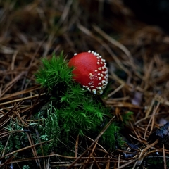 krása a smrť....
