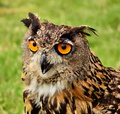 BUBO BUBO