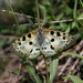 Parnassius apollo